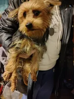 Digger, a male Yorkshire Terrier for sale in Bolivar, MO – Photo 4 of 5