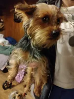 Digger, a male Yorkshire Terrier for sale in Bolivar, MO – Photo 5 of 5