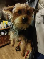 Digger, a male Yorkshire Terrier for sale in Bolivar, MO – Photo 1 of 5