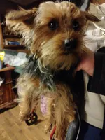 Digger, a male Yorkshire Terrier for sale in Bolivar, MO – Photo 3 of 5