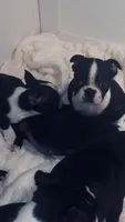 Sugar AKC, a female Boston Terrier for sale in Ramona, CA – 4 of 10