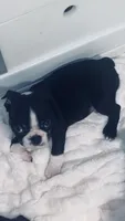 Best friend AKC, a female Boston Terrier for sale in Ramona, CA – 4 of 9