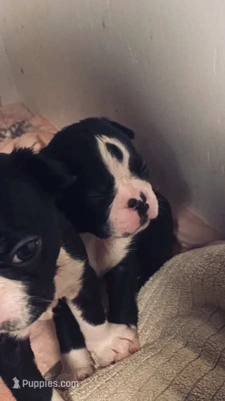 Thor AKC  – Boston Terrier puppy for sale in Ramona, CA