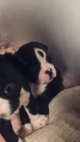 Thor AKC , a male Boston Terrier for sale in Ramona, CA – 1 of 10