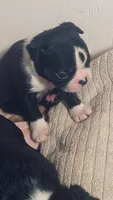 Thor AKC , a male Boston Terrier for sale in Ramona, CA – 3 of 10