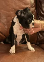 Best friend AKC, a male Boston Terrier for sale in Ramona, CA – 2 of 8