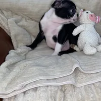 Panda AKC, a male Boston Terrier for sale in Ramona, CA – Photo 10 of 10