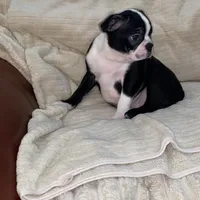 Panda AKC, a male Boston Terrier for sale in Ramona, CA – Photo 7 of 10