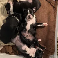 Panda AKC, a male Boston Terrier for sale in Ramona, CA – Photo 8 of 10