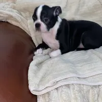 Panda AKC, a male Boston Terrier for sale in Ramona, CA – Photo 2 of 10