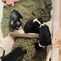 Panda AKC, a male Boston Terrier for sale in Ramona, CA – Photo 6 of 10