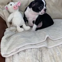 Panda AKC, a male Boston Terrier for sale in Ramona, CA – Photo 4 of 10