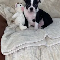 Panda AKC, a male Boston Terrier for sale in Ramona, CA – Photo 1 of 10