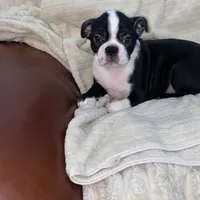 Panda AKC, a male Boston Terrier for sale in Ramona, CA – Photo 5 of 10