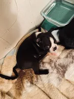 Chubs, a male Boston Terrier for sale in Ramona, CA – 6 of 9