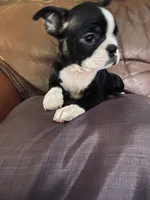 Best friend AKC, a female Boston Terrier for sale in Ramona, CA – 1 of 9