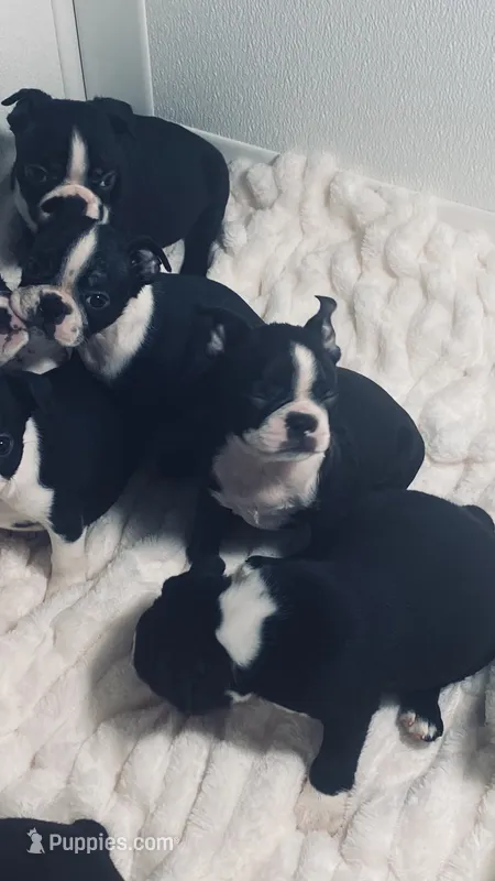 Beautiful AKC – Boston Terrier puppy for sale in Ramona, CA