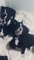 Tiny AKC , a female Boston Terrier for sale in Ramona, CA – 6 of 10