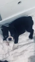 Thor AKC , a male Boston Terrier for sale in Ramona, CA – 2 of 10
