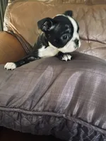 Sugar AKC, a female Boston Terrier for sale in Ramona, CA – 5 of 10