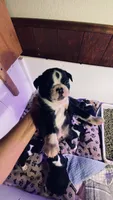 Indi AKC, a male Boston Terrier for sale in Ramona, CA – 3 of 10
