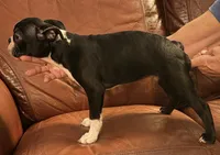 Best friend AKC, a male Boston Terrier for sale in Ramona, CA – 4 of 8