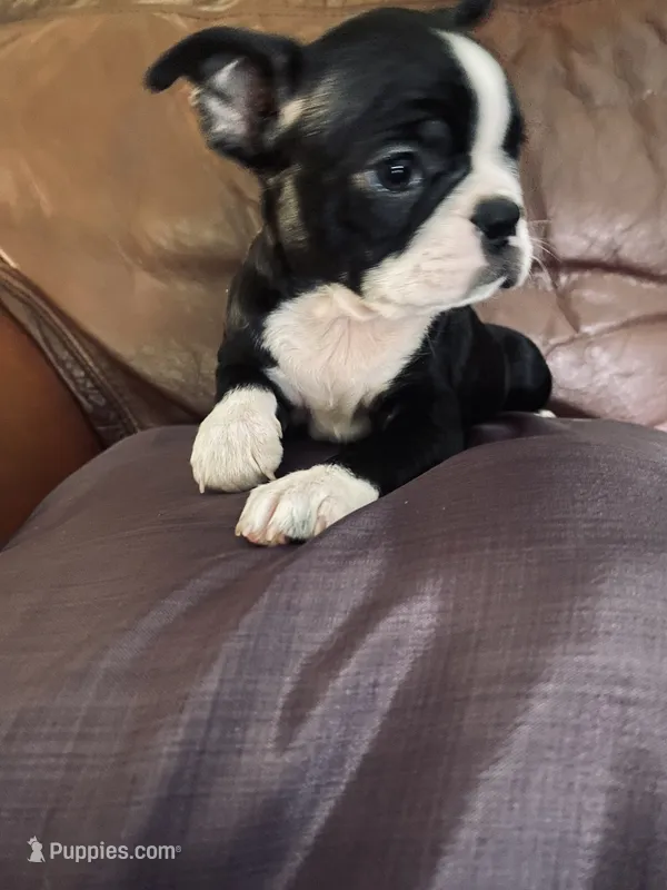 Sugar AKC – Boston Terrier puppy for sale in Ramona, CA