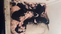 Thor AKC , a male Boston Terrier for sale in Ramona, CA – 4 of 10