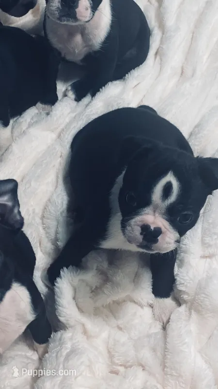 Indi AKC – Boston Terrier puppy for sale in Ramona, CA