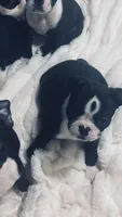 Indi AKC, a male Boston Terrier for sale in Ramona, CA – 1 of 10