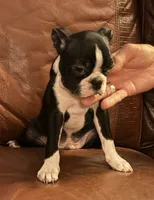 Best friend AKC, a male Boston Terrier for sale in Ramona, CA – 3 of 8