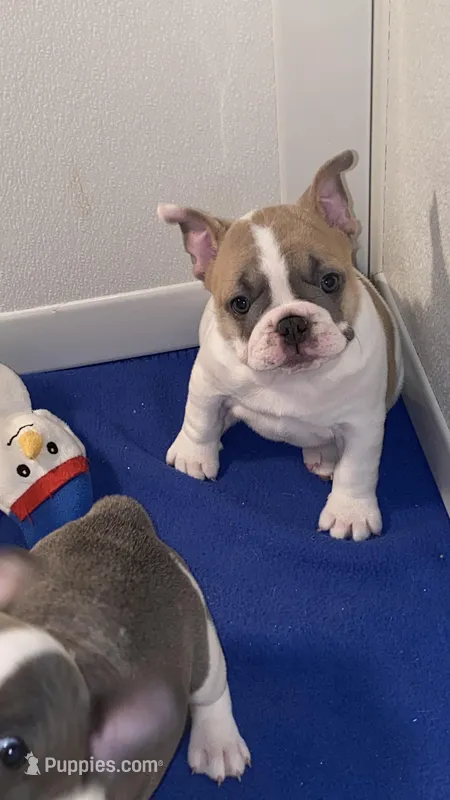 AKC Christmas, a female French Bulldog for sale in Ramona, CA – Photo 1 of 10