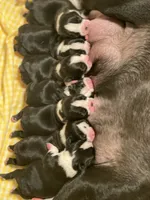 Thor AKC , a male Boston Terrier for sale in Ramona, CA – 8 of 10