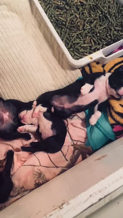 Sugar AKC , a female Boston Terrier for sale in Ramona, CA – 10 of 10