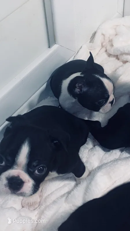 Tiny AKC  – Boston Terrier puppy for sale in Ramona, CA