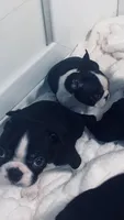 Tiny AKC , a female Boston Terrier for sale in Ramona, CA – 1 of 10
