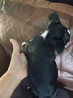 Best friend AKC, a female Boston Terrier for sale in Ramona, CA – 6 of 9