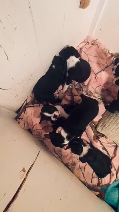 Indi AKC, a male Boston Terrier for sale in Ramona, CA – 10 of 10