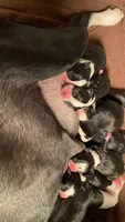 Candy, a female Boston Terrier for sale in Ramona, CA – 3 of 8