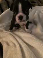 Sugar AKC, a female Boston Terrier for sale in Ramona, CA – 5 of 6
