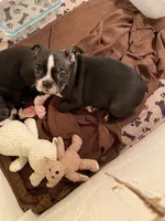 Chubs, a male Boston Terrier for sale in Ramona, CA – 7 of 9