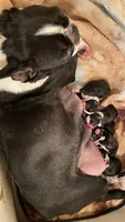 Sugar, a female Boston Terrier for sale in Ramona, CA – 6 of 8