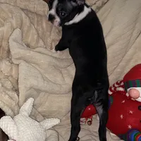 Sweetness, a female Boston Terrier for sale in Ramona, CA – Photo 6 of 10