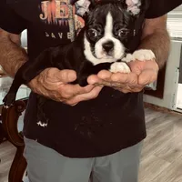 Sweetness, a female Boston Terrier for sale in Ramona, CA – Photo 3 of 10