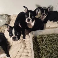 Sweetness, a female Boston Terrier for sale in Ramona, CA – Photo 9 of 10