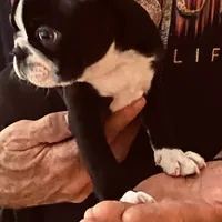 Sweetness, a female Boston Terrier for sale in Ramona, CA – Photo 4 of 10