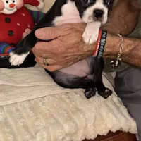 Sweetness, a female Boston Terrier for sale in Ramona, CA – Photo 7 of 10