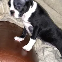 Sweetness, a female Boston Terrier for sale in Ramona, CA – Photo 2 of 10