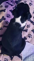 Thor AKC , a male Boston Terrier for sale in Ramona, CA – 4 of 10