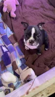Chubs, a male Boston Terrier for sale in Ramona, CA – 5 of 9